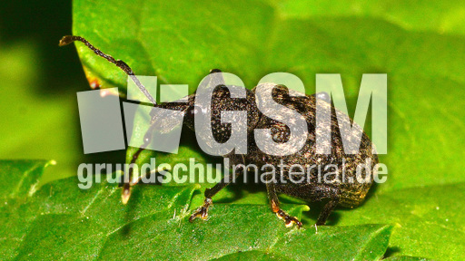 Gefurchter Dickmaulrüssler (1).jpg